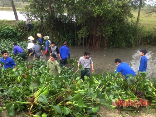 Vớt bèo tây nhằm khơi thông dòng chảy trên 1,7km chiều dài kênh mương.