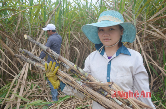 Đây là vụ đầu tiên chị Nguyễn Thị Thanh- Xóm Tân Thành chuyển đổi 3 sào đất trồng sắn sang trồng mía. Hiện nay, chị đã vào ngày thứ 5 thu hoạch mía, sản lượng đạt 15 tấn, ước toàn niên vụ 2015-2016, nhà chị thu hoạch trên 50 tấn mía. Theo chị Thanh, mặc dù thời tiết khắc nghiệt, nhưng mía vẫn đảm bảo thu hoạch, ước lãi ròng toàn vụ mía đạt trên 50 triệu đồng, tăng gấp 3 lần trồng sắn, ngô..