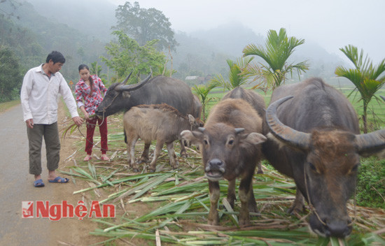 Trong ảnh: mô hình nuôi trâu hàng hóa của hộ anh Nguyễn Bút Hoàn hiện có 5 con trâu, 3 con nghé, bên cạnh phục vụ cày kéo trong sản xuất (3 sào ruộng) anh còn bán thịt,  bình quân thu nhập đạt 50 triệu đồng/năm.