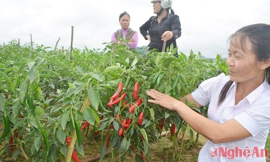 Trồng ớt hàng hóa trong vụ đông ở Tường Sơn. Ảnh: Lương Mai