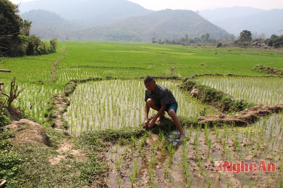 Ông Lô Quốc Hội ở bản Lủng xã Tam Thái, Tương Dương tháo nước vào ruộng