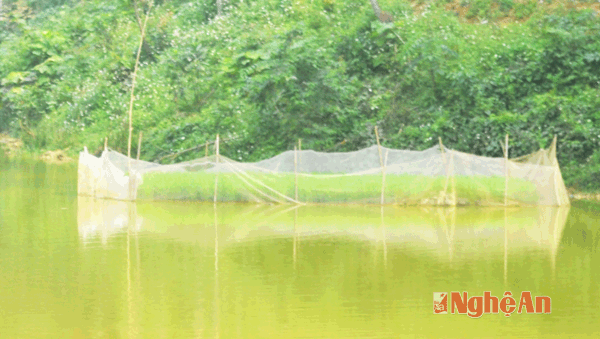 Mạ người dân gieo đã quá ngày chưa thê cấy.
