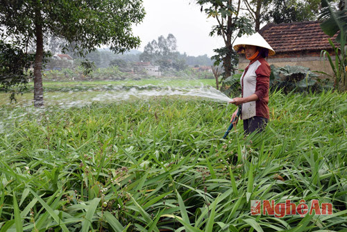 Người dân Quỳnh Thắng cho biết, để có nguồn nước tưới thường xuyên cho cây rễ hương, hầu hết gia đình nào cũng đào ao chứa nước trong vườn. 