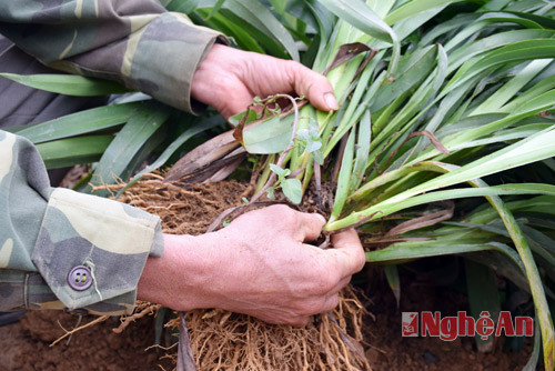 Để tạo giống tại chỗ, người ta chọn những bụi rễ hương phát triển mạnh, nhiều nhánh, không sâu bệnh, sau đó tách bụi rễ hương ra nhiều phần để trồng.