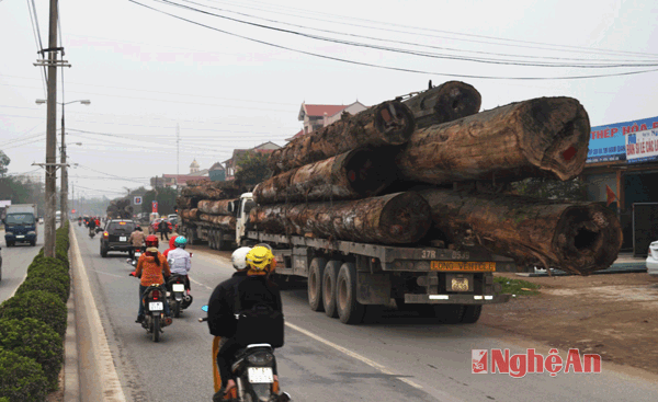Các xe gỗ bị lực lượng thanh tra giao thông phát hiện và dừng xe cách trung tâm thành phố chỉ 1km.