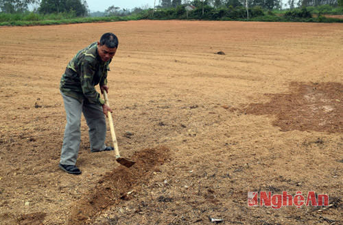  ông Nguyễn Văn Sơn - xóm 1 Tiến Thành làm đất trồng mới, sau khi đã thu hoạch xong một vụ rễ hương..