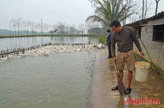 Nhều mô hình trang trại cho thu nhập cao. Trong ảnh mô hình trang trại chăn nuôi tổng hợp của anh Bùi Đăng Danh xóm Yên Khánh thu nhập trên 200 triệu đồng mỗi năm.