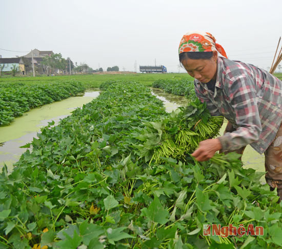 Bà con chuyển đổi đất lúa kém hiệu quả sang trồng màu thu nhập cao