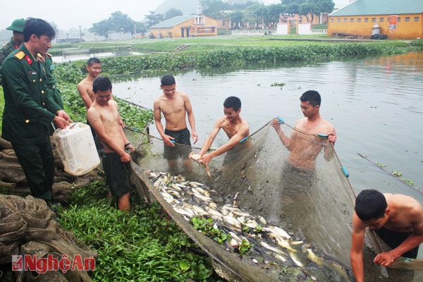 Thu hoạch cá ở Tiểu đoàn 5, Trung đoàn 335.