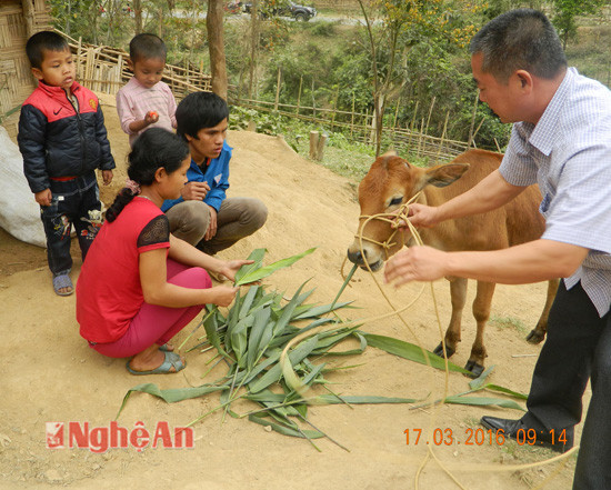 Sau khi các hộ gia đình đưa bò về đến nhà vợ chồng anh Thắng Lý còn về trận nhà dặn giò các hộ gia đình chăn nuôi có hiểu quả để sớm thoát cảnh nghèo đói