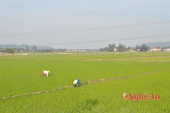 Người dân xóm 2, xã Hưng Phúc chăm sóc cánh đồng mẫu lớn, cho giá trị thu nhập cao