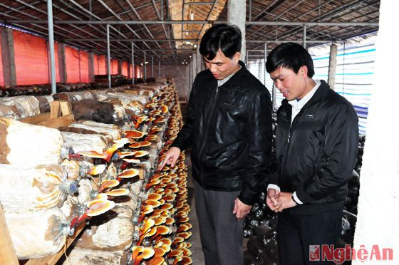 Cán bộ Phòng Nông nghiệp huyện Yên Thành kiểm tra kỷ thuật làm nấm tại xã Sơn Thành