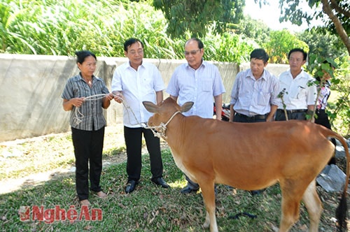 Hội bảo trợ NKT và TMC tỉnh trao bò giống hỗ trợ người khuyết tật.