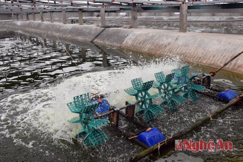 Nuôi tôm trong nhà kín của ông Hoàng Văn Tin