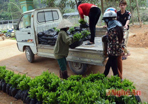 Người dân xã Mỹ Thành, huyện Yên Thành chuẩn bị cây giống trồng rừng vụ xuân