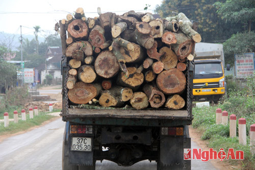                                 Xe tải chở gỗ ra khỏi rừng ở xã Châu Hoàn (Quỳ Châu).