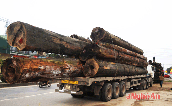 Trước đó ít ngày, từ thông tin đường dây nóng, tại xã Hưng Chính, TP. Vinh, lực lượng thanh tra giao thông đã đón lõng bắt quả tang 3 xe đầu kéo chở gỗ từ Lào đang trên đường vào thành phố Vinh.
