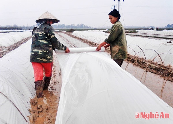 Bà con nông dân xã Thanh Lĩnh (Thanh Chương) phu nilon cho mạ xuân