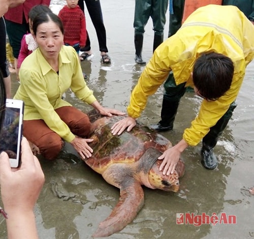 Vợ chồng anh Bé cùng con rùa biển quý hiếm.