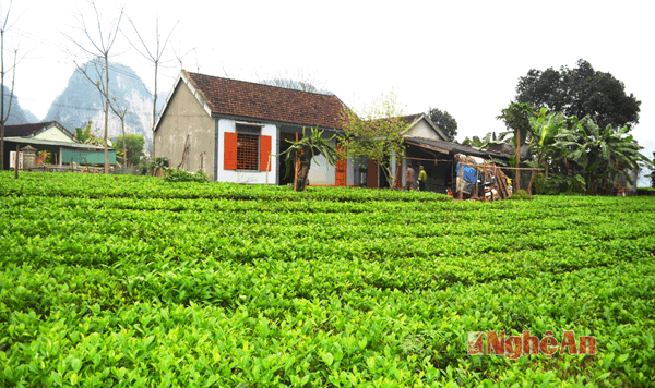 Ở xã Yên Khê, cây chè là một trong những loại cây đem lại kinh tế cho các gia đình. Có hàng trăm hộ có thu nhập nhờ chè và là siinh kế thoát nghèo bền vững của dân.