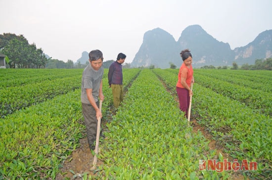 Tận dụng thế mạnh vườn đồi, bà con đã trồng trên 10 ha chè công nghiệp. Mô hình của anh Nguyễn Quang Hợp-Thôn 11 hiện trồng 4 ha chè, mỗi năm thu hoạch trên 60 tấn chè búp lãi ròng trên 200 triệu đồng năm.