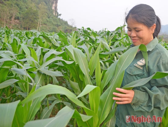 Cây ngô trở thành thế mạnh trên đất đồi vệ và đất 2 lúa. Mỗi năm, bà con canh tác 2 vụ lúa, 1 vụ ngô cho thu nhập tăng gấp 3 lần so với trồng lúa trước đây. Hiện bà con nơi đây đã phát triển 10 ha ngô.