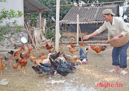 2 thôn 11, 12 phát triển tổng đàn chăn nuôi đạt 200 con trâu bò, 600 con gia cầm và trên 300 con lợn. Mô hình của anh Lưu Xuân Trung thôn 11 có 20 con lợn, 150 gà, 3 con trâu bò thu nhập 100 triệu đồng mỗi năm.