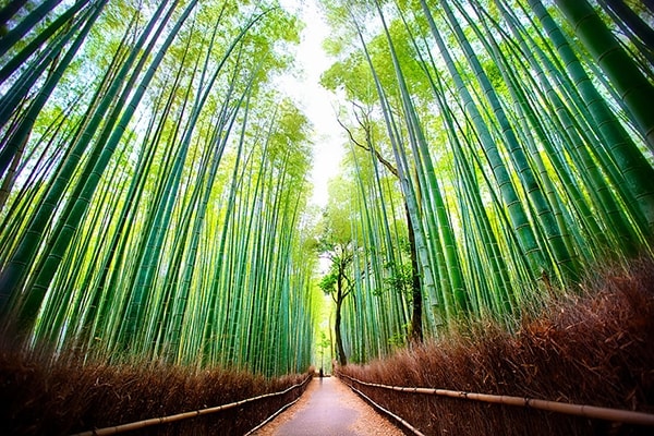 Rừng tre Arashiyama xanh ngút ngàn ở Nhật Bản...