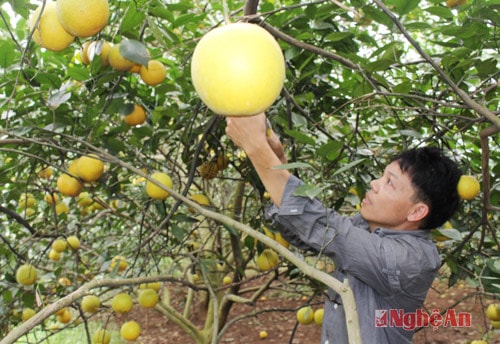 Trang trại trồng cam quy mô lớn ở Đồng Thành, Yên Thành