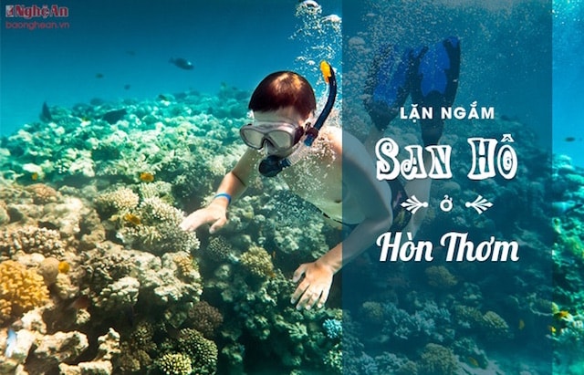 Đừng bỏ lỡ cơ hội thưởng ngoạn hệ thống sinh thái biển đa dạng ở Phú Quốc, với các dải san hô đừng đầu tại Việt Nam về độ phong phú với 17 loại khác nhau. Giá cả cho một tour lặn ngắm san hô dao động trong khoảng 350.000 - 500.000 đồng/người.