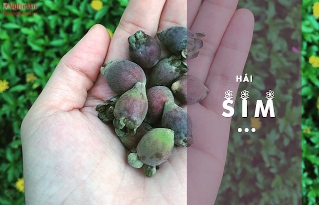 Nếu đã quen với mùa sim tháng 6, 7 thì bạn sẽ ngạc nhiên khi biết rằng bất cứ thời điểm nào trong năm ở Phú Quốc, bạn đều có thể thăm vườn sim, hái và thưởng thức những quả sim tím ngon lành.