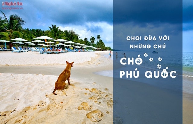 Cuối cùng, đừng quên chụp hình với những chú chó Phú Quốc - 1 trong “tứ đại quốc khuyển” của Việt Nam. Đặc điểm nhận diện của chó Phú Quốc là xoáy lông ở sống lưng, sự linh hoạt và khả năng bơi lội. Chó Phú Quốc vốn được người dân địa phương huấn luyện để hỗ trợ việc đi săn.