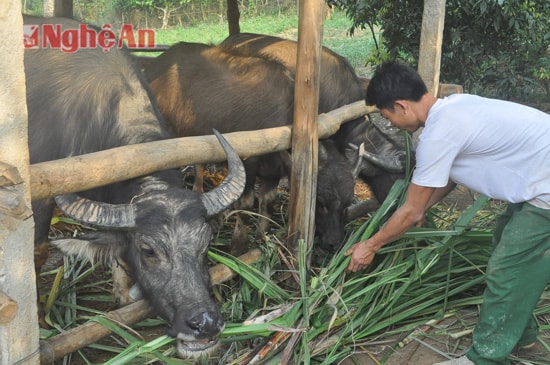 Anh Phạm Đức Quang (xóm 5, Nghĩa Tiến) thoát nghèo từ vốn vay chăn nuôi bò.