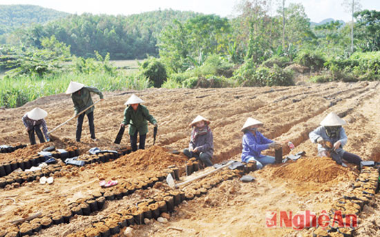 Vườn ươm giống cao su phục vụ dự án trồng hơn 1.337 ha cao su của Công ty TNHH 1TV Lâm nông nghiệp Sông Hiếu