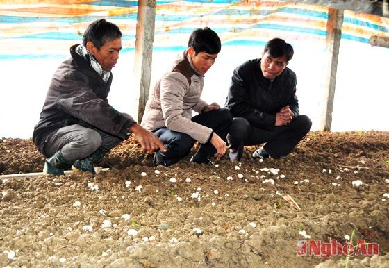 Cán bộ Phòng Nông nghiệp huyện Yên Thành kiểm tra kỷ thuật làm nấm tại xã Sơn Thành