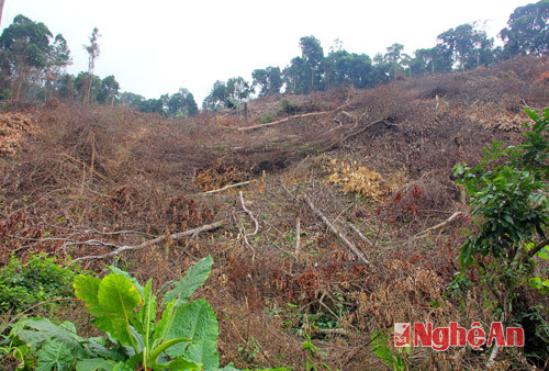 Diện tích rừng 163 của hộ ông Lê Văn Ban chuyển đổi mục đích sử dụng