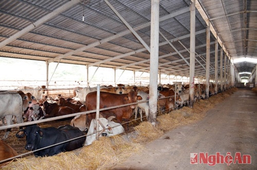 Trại nuôi bò Úc của Công ty An Thịnh Khang tại xã Nghi Lâm, Nghi Lộc tạo đầu ra cho nông sản của nông dân địa phương
