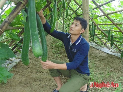 Sản xuất bí xanh ở Chi Khê
