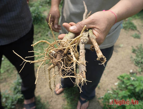 Những cây đinh lăng giống 