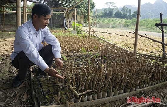 Ông Lô Văn Tý (bản Tân Hương) là người tiên phong của dự án với việc trồng hơn 1 vạn cây đinh lăng, gia đình ông xây dựng vườn ươm 