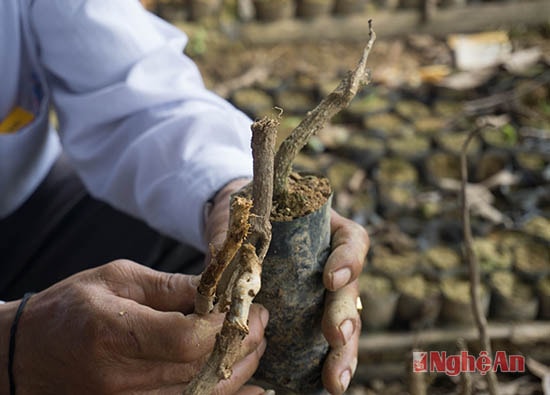 Theo các hộ dân tham gia dự án, cây đinh lăng sau khi triển khai trồng đã phát triển rất tốt nhưng do gặp phải đợt rét hồi tháng 1 nên toàn bộ cây bị chết 