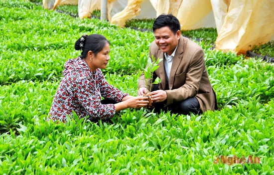 Mô hình sản xuất cây giống của chị Nguyễn Thị Hạnh xóm Mỹ Hòa mỗi năm thu nhập hàng trăm triệu đồng. hiện toàn xã có 9 mô hình sản xuất cây giống