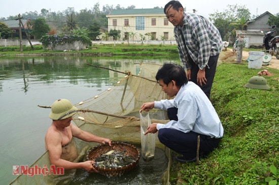Nhiều mô hình xuất ươm nuôi cá giống tại xóm Đông Xuân, Yên Sơn 2, Hiệp Hòa. Mô hình của anh Phạm Viết Naqm xómĐông Xuân cho thu nhập trên 200 triệu đồng mỗi năm