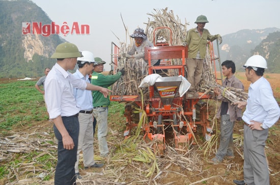 Ứng dụng máy móc vào trồng mía ở Anh Sơn