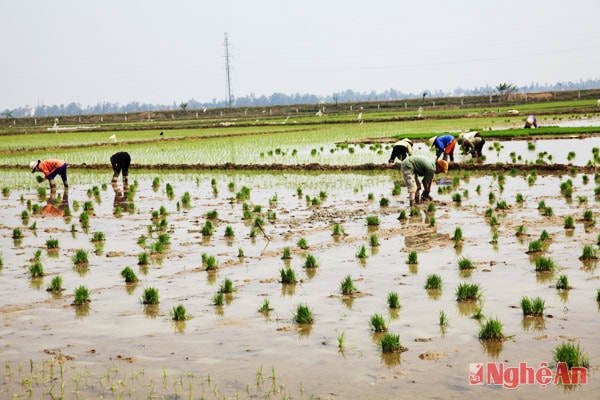 Nông dân xã Nghi Vạn (Nghi Lộc) cấy lúa xuân