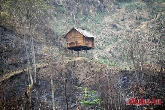 Rất may, những hộ chăn nuôi ở gần khu vực cháy không chịu thiệt hại