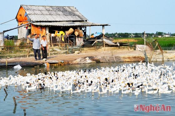 Trang trại chăn nuôi vịt của gia đình ông Hoàng Văn Hoạt ở xóm Nam Tiên, xã Phú Thành (Yên Thành).Ảnh: Đ.P