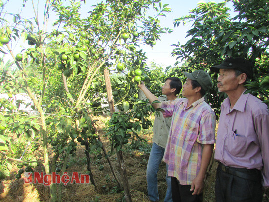 Nhờ đọc và làm theo báo Đảng, ông Nguyễn Trọng Thức ởt Nghĩa thịnh đã áp dụng khoa học kỹ thuật vào trồng quýt 