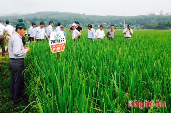 Khảo nghiệm các giống lúa mới. Ảnh PV.