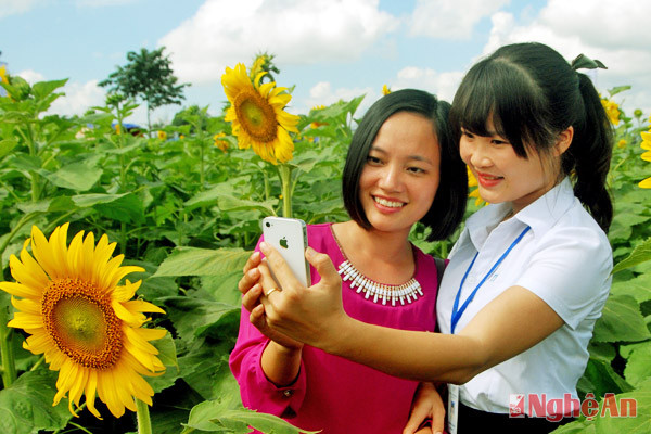 Du khách trên cánh đồng hoa hướng dương ở nông trường TH (Nghĩa Đàn) 